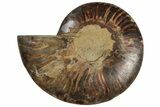 Cut & Polished Ammonite Fossil (Half) - Crystal Pockets #308190-1